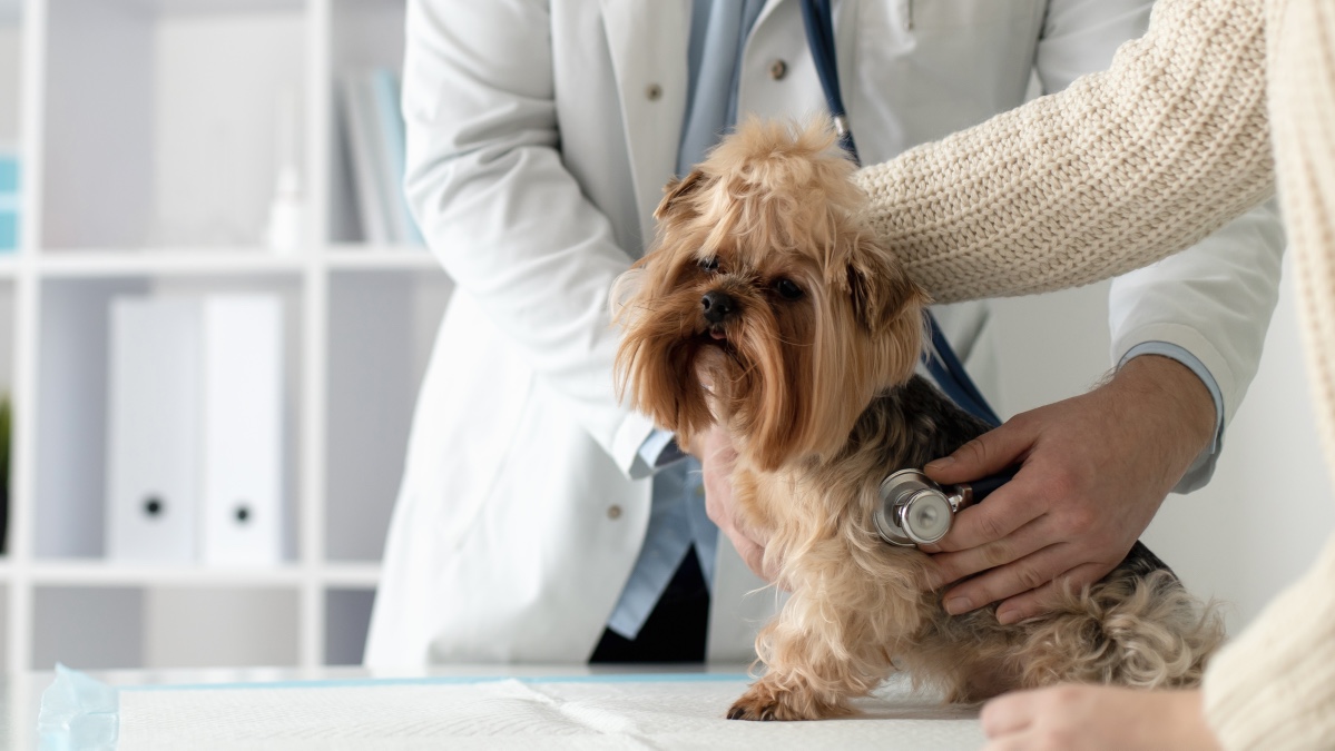 消费者嫌贵、经营者不赚，谁在为宠物医疗买单？