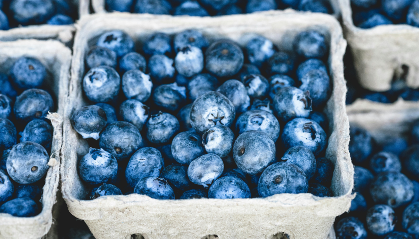 疯狂的云南蓝莓： 暴利诱惑、巨头扩张、产地洗牌