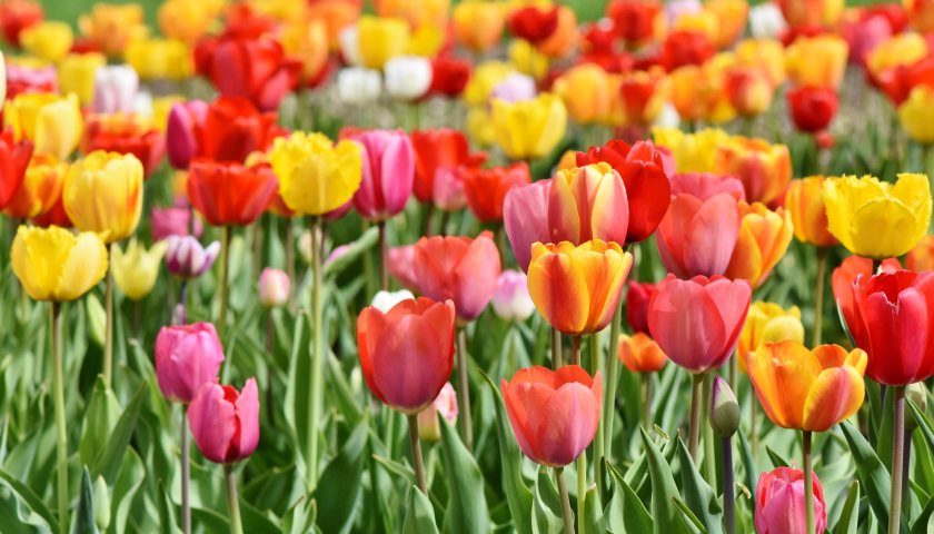 从田间到低空，春日经济如何“借花生财”？