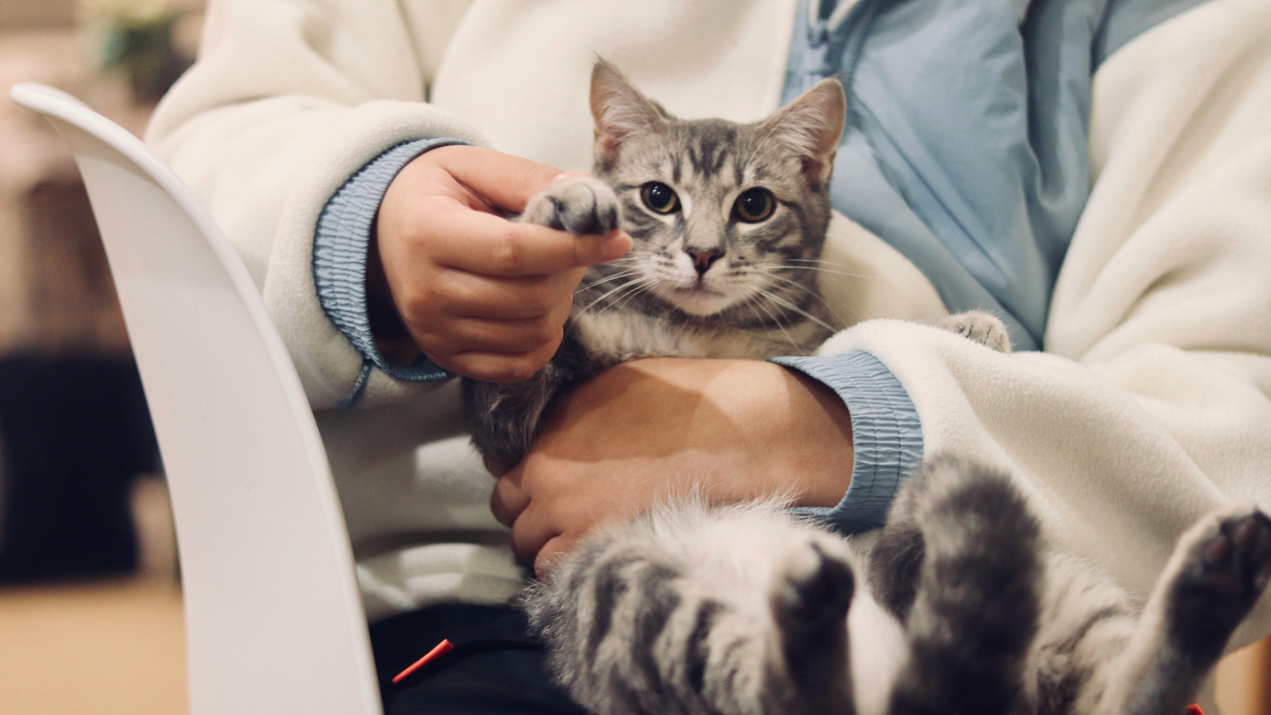 给猫狗把脉，宠物“中式养生”是智商税吗？